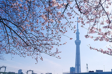 东京天树旅行目的地花朵樱花旅游假期图片