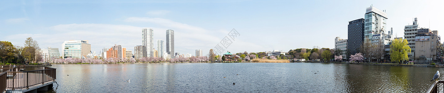 环绕着花的清巴津池塘摄影假期樱花目的地花朵旅游动物旅行背景图片