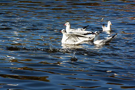 绿湖公园海鸥水鸟建筑学摄影公园旅行动物目的地旅游图片