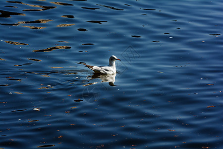 绿湖公园海鸥建筑学水鸟旅行旅游公园摄影目的地动物图片
