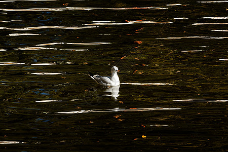 绿湖公园海鸥公园水鸟动物建筑学旅行目的地旅游摄影图片