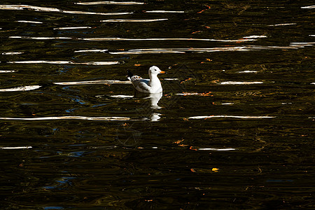 绿湖公园海鸥动物公园旅游摄影旅行建筑学目的地水鸟图片