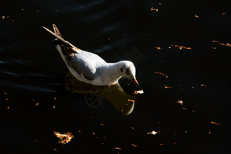 绿湖公园海鸥公园水鸟旅游目的地建筑学旅行摄影动物图片