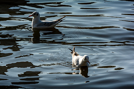 绿湖公园海鸥摄影动物旅行建筑学公园旅游水鸟目的地图片
