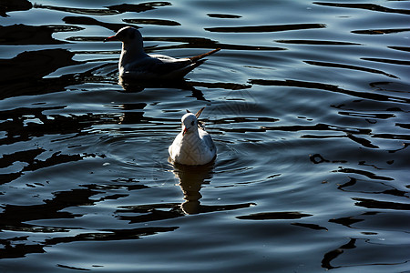 绿湖公园海鸥建筑学公园摄影旅行旅游动物水鸟目的地图片