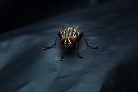 苍蝇动物肉蝇昆虫宏观图片