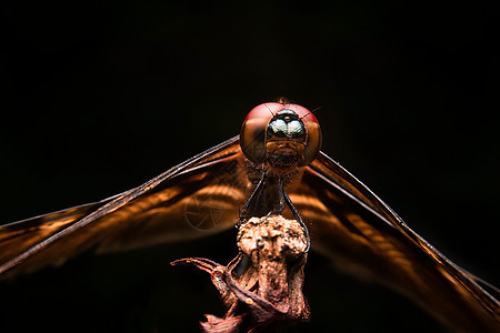 龙蜻蜓昆虫宏观动物背景图片