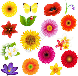 彩叶林令人赞叹的大花朵和彩叶集设计图片