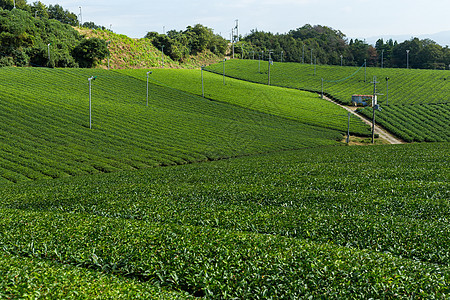 茶叶字段农村旅行场地热带植物场景草地种植园绿色天空图片