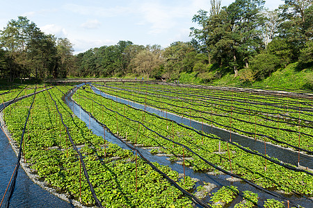 Wasabi农场树叶溪流生态旅行环境农业旅游花园绿色香料图片