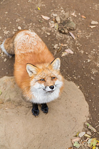 Fox 寻找食物图片