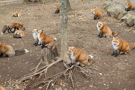 红狐群捕食者野生动物动物哺乳动物红色动物园犬科狐狸食肉毛皮图片