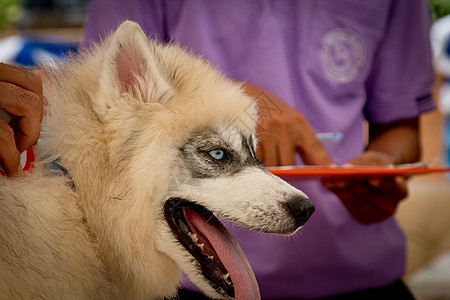 西伯利亚哈斯基笑笑在泰国小狗动物外套雪橇森林朋友毛皮犬类鼻子哺乳动物图片