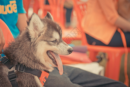 西伯利亚哈斯基笑笑在泰国森林眼睛鼻子外套毛皮雪橇蓝色小狗动物犬类图片