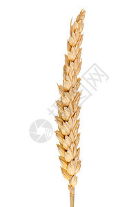 独耳小麦谷物农场金子大麦粮食植物面粉耳朵核心生长图片