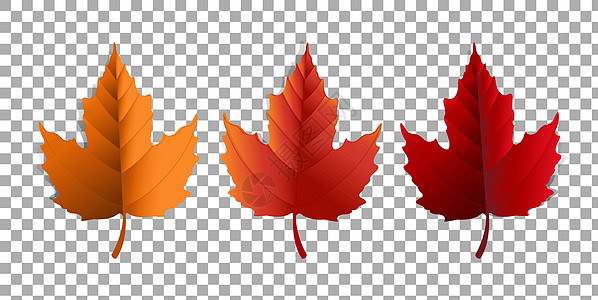 秋天的落叶硒边界橙子天空蓝色区系树叶黄色框架团体叶子图片