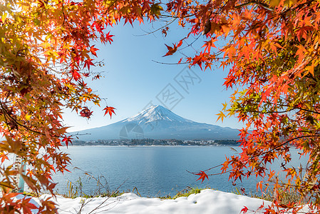 秋秋藤山红假枫叶芦苇枫树火山公吨草原红树薄雾花园图片