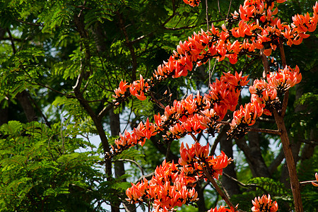 混蛋Teak Flower场地传单天空树叶叶子环境丛林橙子花朵花瓣图片