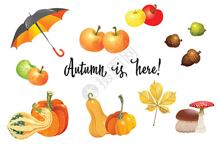 秋天对象组 甘蔗不同类型 蘑菇 伞 苹果和秋叶 矢量图解收藏橙色树叶橡子季节花园标本馆收成常委叶子蔬菜图片