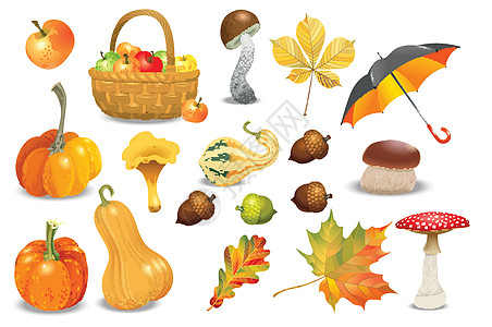 秋天对象组 甘蔗不同类型 蘑菇 伞 苹果和秋叶 矢量图解收藏橙色生态植物板栗蔬菜草本植物森林橡木农业橡子图片