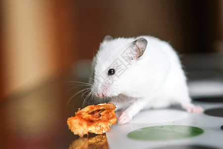 想吃苹果的可爱滑稽白色仓鼠婴儿乐趣鼻子爪子宠物老鼠惊喜哺乳动物头发宏观图片