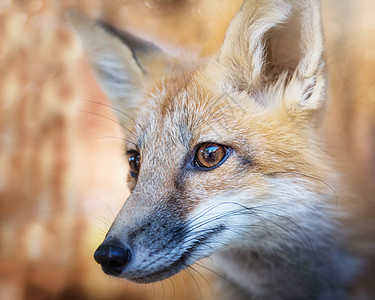 Kit Fox 画像工具哺乳动物眼睛橙子野生动物幼兽荒野成套红色捕食者图片