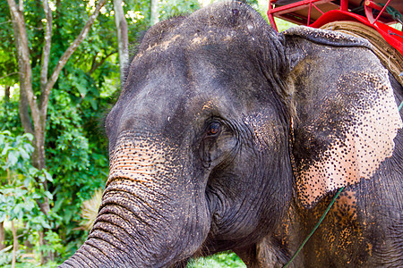 泰国大象动物园丛林公园野生动物哺乳动物环境力量植物家庭荒野图片