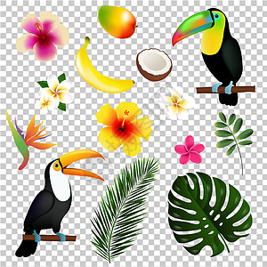 热带树叶巨嘴鸟和 Frui造型师动物群西瓜市场销售鸡蛋花横幅网络标签店铺图片