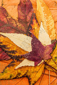五颜六色的秋天树叶背景红色枫香阴影植物学黄色星星植物形状叶子橙子图片
