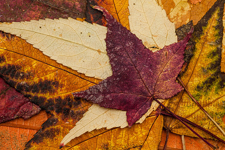 五颜六色的秋天树叶背景植物红色橙子阴影枫香植物学黄色叶子形状星星图片