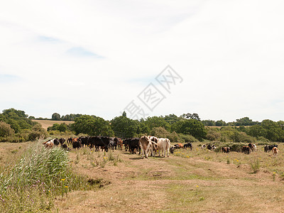 国家牧场外的奶牛肉制奶牛草原团体日光土地牛肉农场场地动物农村场景图片