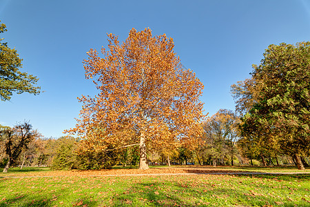 秋天初秋在公园戏剧性环境橙子草地音调叶子天空色彩森林旅行图片