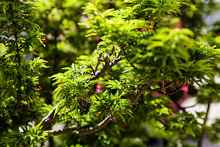 绿色工厂花园叶子园林季节展示植物环境宏观花瓣园艺图片