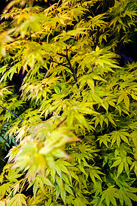 绿色工厂园艺绿化园林花瓣季节花园植物环境宏观叶子图片