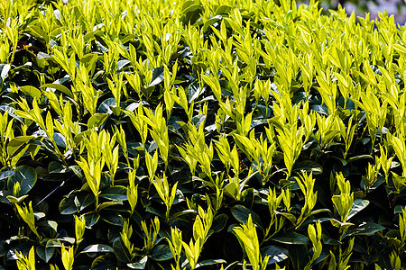 绿色工厂环境植物群园艺园林绿化宏观叶子花瓣花园植物图片