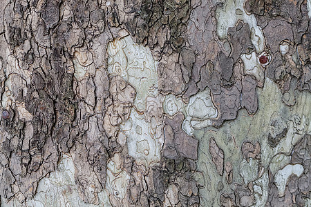 高度详细的树皮纹理金子苔藓环境色彩森林岩石树木国家叶子季节图片