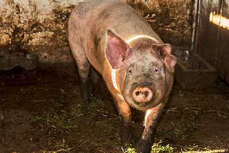 猪圈里的猪猪肉哺乳动物食物小猪团体乡村鼻子猪舍农场粉色图片