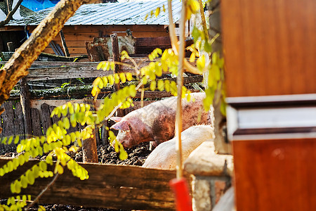 猪圈里的猪粉色乡村动物食物农场小猪哺乳动物鼻子猪肉家畜图片