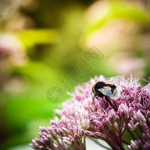 粉红花上的一只小蜜蜂图片