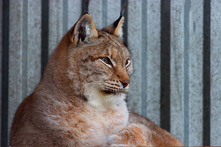 冬天的阴冬危险野猫荒野猎人栖息地野生动物外套森林食肉毛皮图片