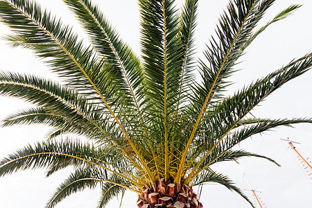棕榈树细节蓝色假期白色绿色旅游晴天旅行森林天空椰子图片