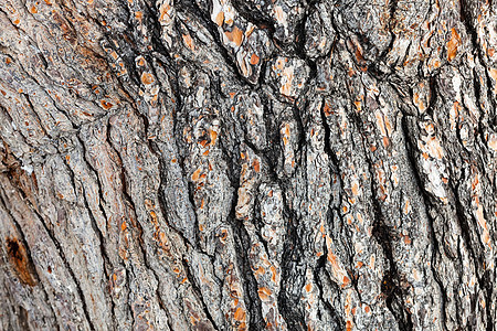 树皮森林树干木头崎岖植物松树历史木材橡木材料图片