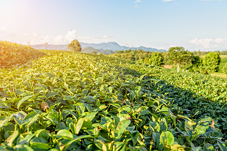 绿色茶叶种植园农场橙子场地晴天文化花园风景阳光叶子场景图片
