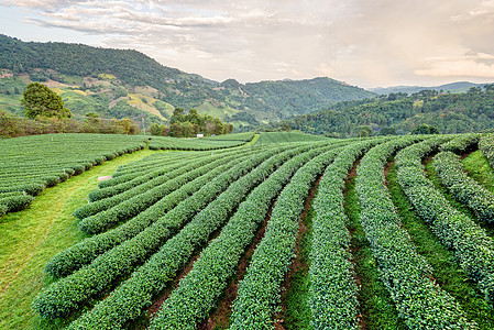 绿色茶叶种植园景观场地农田阳光植物群收成栽培文化植物旅游景点图片