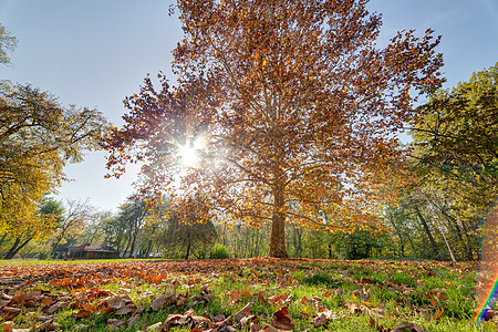 秋天初秋在公园草地阳光树木岩石森林金子橙子音调天空蓝色图片