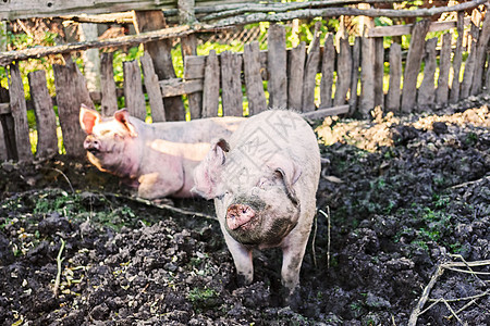 猪圈里的猪粉色哺乳动物乡村小猪猪舍动物鼻子家畜食物农场图片