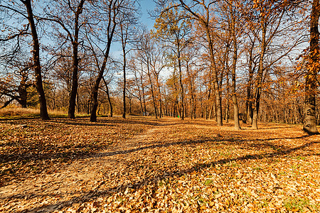 秋季初秋的森林环境分支机构黄色远足小路绿色红色植被风景橙子图片