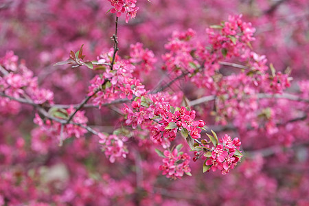 树的花生叶子晴天宏观美丽植物学植物花园植物群粉色花瓣图片
