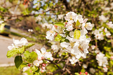 树枝上的苹果花白色粉色植物花瓣绿色生长叶子水果花园季节图片