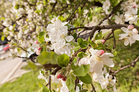 树枝上的苹果花白色季节粉色叶子生长植物花园水果绿色花瓣图片